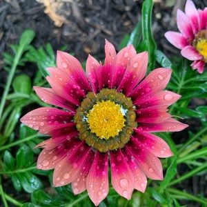 Meet your Posher, Stacey